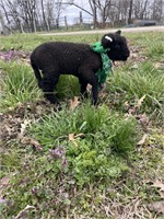 Super tiny bottle baby, baby doll ewe lamb