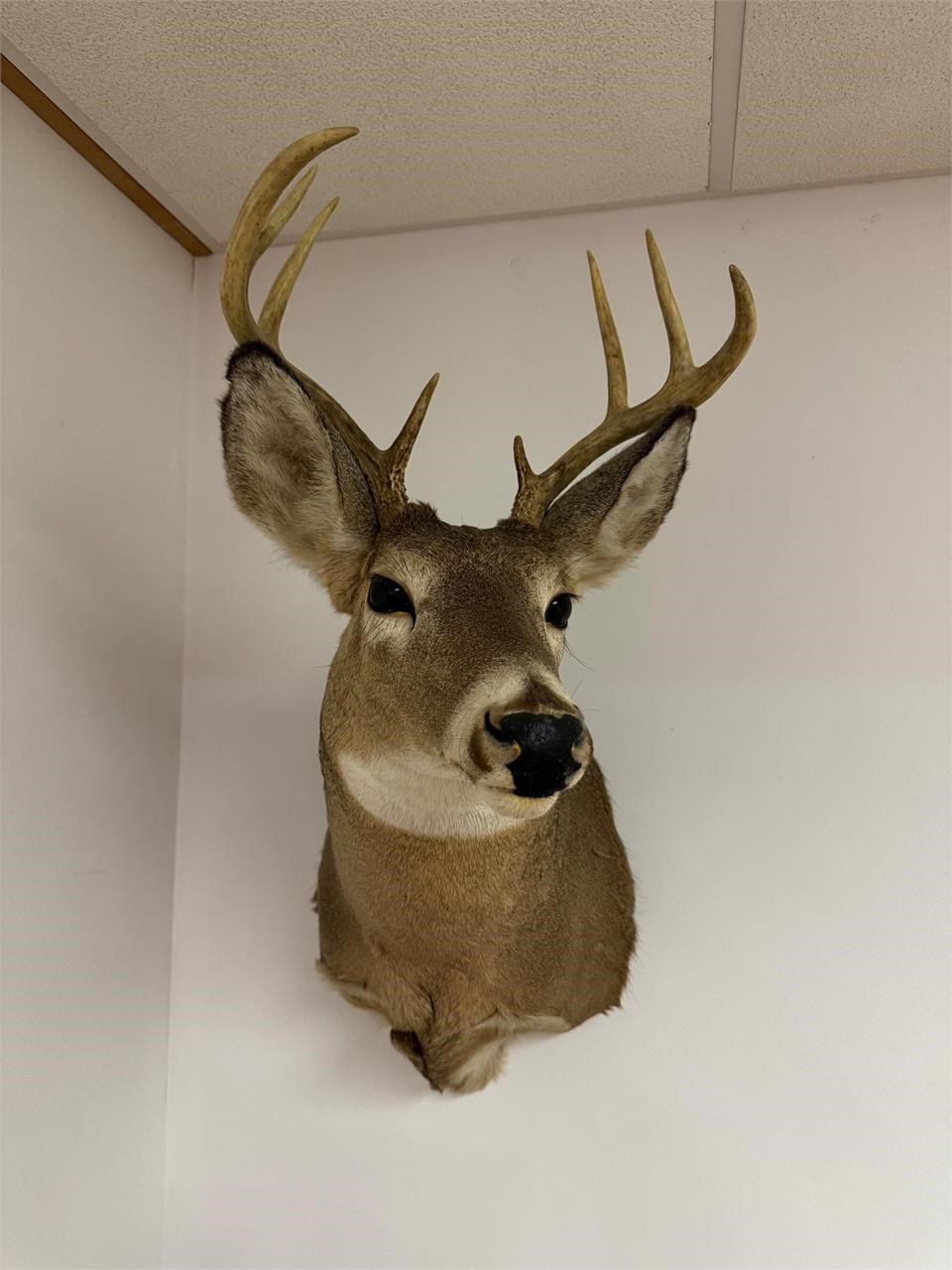 8 Point White Tail Deer Shoulder Mount