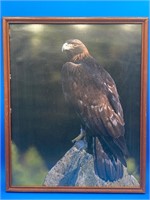 Framed 16x20” Falcon Picture