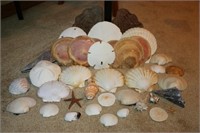 Collection of Sand Dollars & Sea Shells