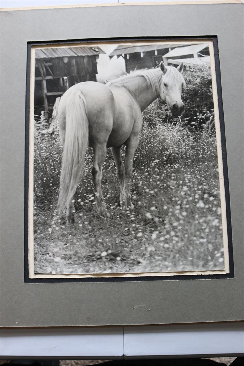 Matted B&W Photo Horse