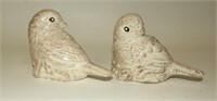 Speckled Dove Birds