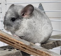 Female-Baby Chinchilla-Mosaic, 02/04/2024