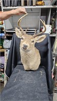 6 Point Buck Head