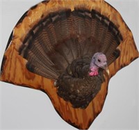 Wild Turkey head & tail mount & 2 feet