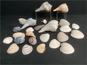 Conch Sea Shells & Other Sea Shells