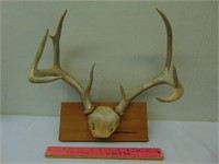 Whitetail Antlers