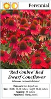 10 Dwarf Ombre Red Coneflower Plants