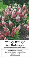 3 Pinky Winky Sun Hydrangea Plants