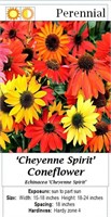 10 Mixed Colors Cheyenne Coneflower Plants