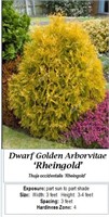 5 Dwarf Gold Globe Arborvitae Plants