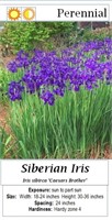 5 Caesar Purple Siberian Iris Plants