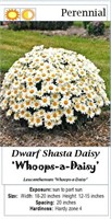 4 Whoops-A-Daisy Dwarf White Shasta Daisy Plants