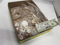 Collection of nice seashells