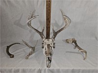 Deer Skull & Antlers