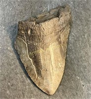 REAL MEGALODON SHARKS TOOTH