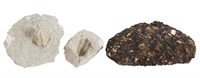 Three Southeast Asian Fossilized Stones