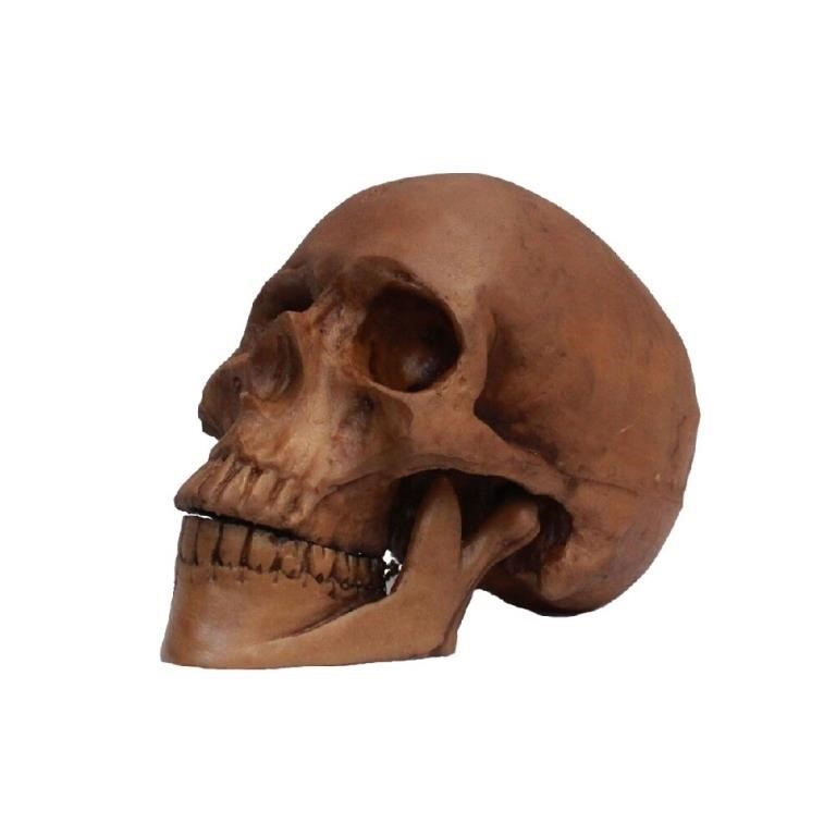 Morris Costumes Mrta-495 Resin Skull Cranium