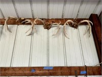 3 Deer Antlers