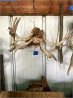 2 Deer Antlers