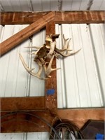 2 Deer Antlers