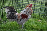 Colorful Rooster. Medium sized. Larger Bantam