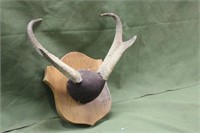 Antelope Horns On A Plaque