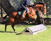 (VIC) TED - THOROUGHBRED GELDING