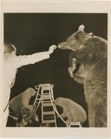 8x10 Albert Rix with bears performing