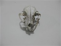 5" Animal Skull See Info