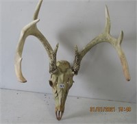 22" X 16" Skull with Horns