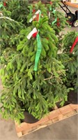 7 gallon Black Hills Spruce (bidx5)