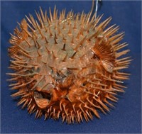 10" Dried Authentic Puffer Fish