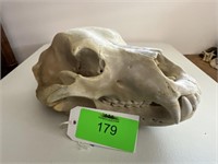 Grizzley Bear Skull 14" × 8 1/2"  × 7"