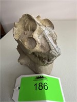 Oreodonts (Mountain Tooth) 6" Tall