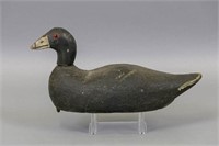 Coot Decoy by Unknown Carver, Glass Eyes, Solid