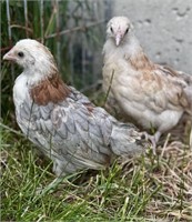 Pair-Wheaten Amercauna Juveniles