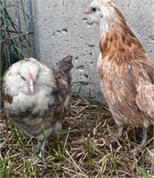 Pair-Blue Wheaten Ameracaun Juveniles