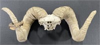 (E) Ram Horns, 25"L