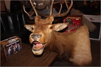 LARGE ELK HEAD SHOULDER MOUNT