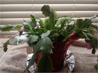 Live Indoor Plant - Christmas Cactus