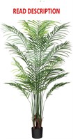Areca Palm Plant 6ft  Indoor/Outdoor
