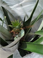 Pineapple plant