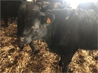 Number 66- Black Angus Heifer *Read Description