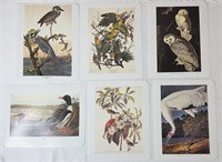 Audubon’s Birds of America: A Collection