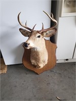 Taxidermy Whitetail deer