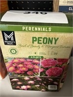 MM Peony 3 plants