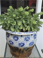 Blue & White Ceramic Flower Pot with Plant