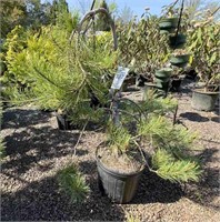 (1) Weeping Japanese Red Pine - 3 gallon