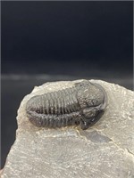 Trilobite, Fossil, Rock, Natural, Collectible, Spe